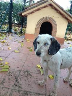 Adopta a Cloe