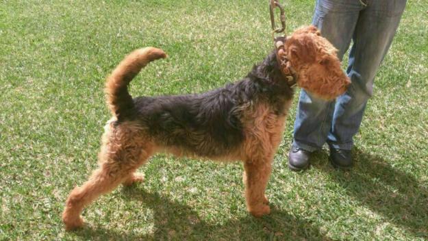 cachorro de airedale terrier