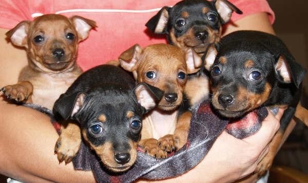 Cachorros de Mini pincher ¡Garantia 5 años!