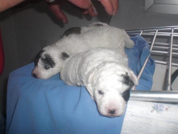 Cachorros tamaño pequeño en adopcion