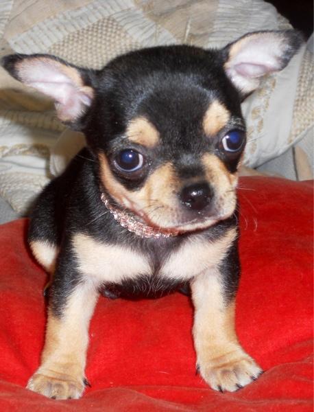 Criadora de chihuahuas vende cachorrito macho muy elegante