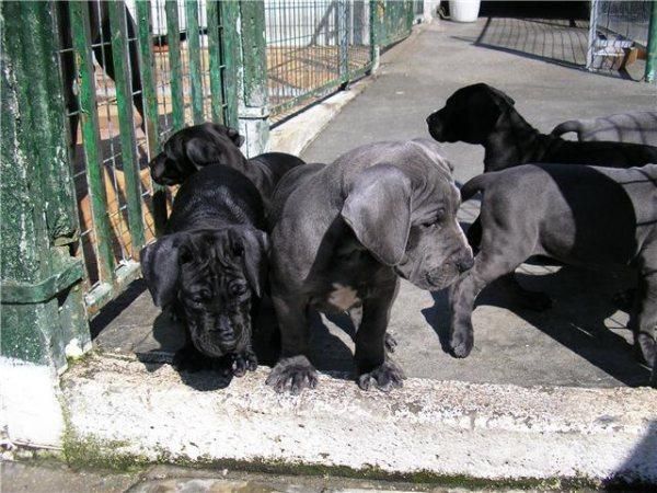 dogo aleman, cachorros de calidad