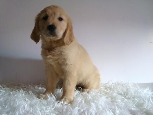 GOLDEN RETRIEVER CACHORRITOS CON PEDIGREE Y DOCUMENTACION