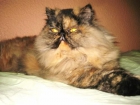 la gata persa americana modelo - mejor precio | unprecio.es