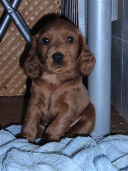 LABRADOR , COCKER INGLES, BOXER Y FOX TERRIER A 250 EUROS