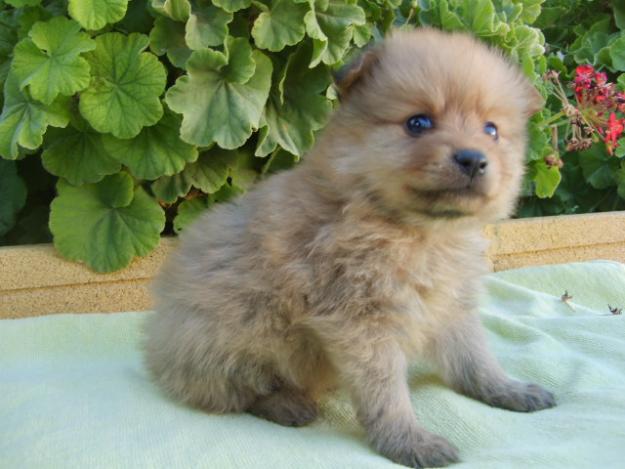 oferta de pomeranias en pajarería avenida