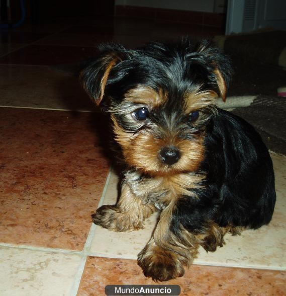 se vende yorkshire terrier