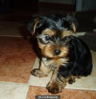 se vende yorkshire terrier - mejor precio | unprecio.es