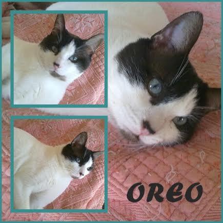 OREO. El gato más dulce busca un hogar