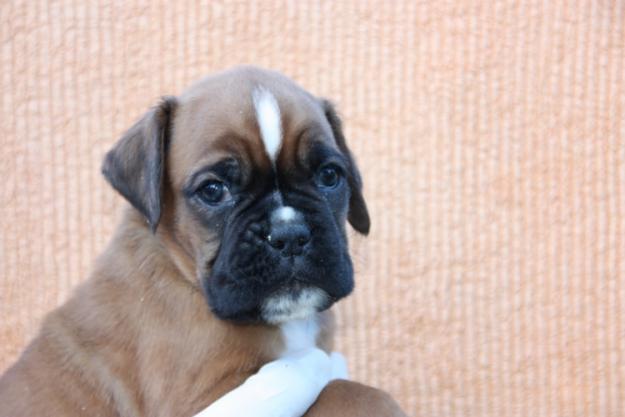 CACHORRO BOXER