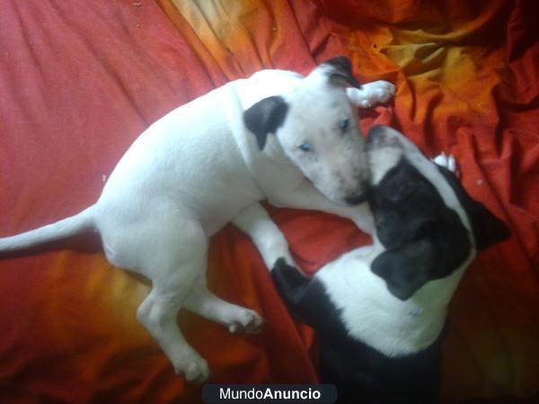 Cachorro Bull terrier