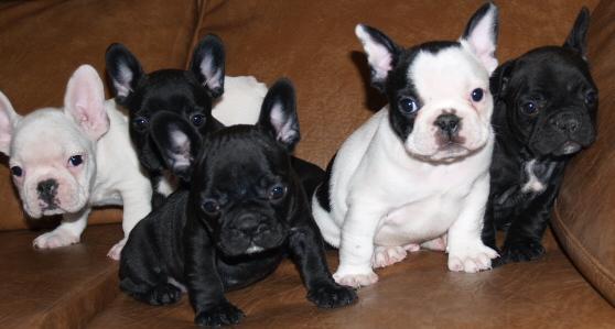 Cachorros bulldog francés de pura raza