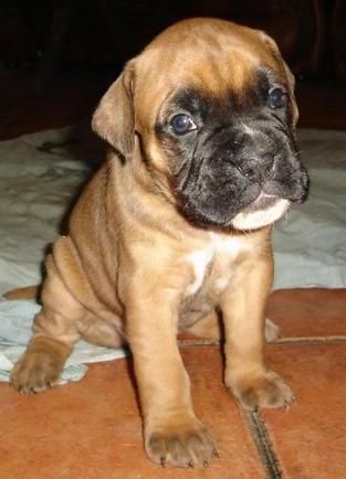 CACHORROS de boxer con rabo largo. Economicos