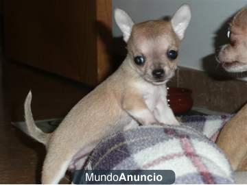 Cachorros de chihuahua pedigree l.o.e.