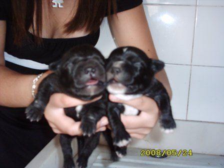 camada staffordshire bull terrier