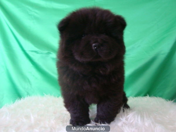 CHOW CHOW NEGRO