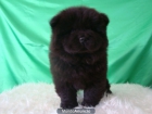 CHOW CHOW NEGRO - mejor precio | unprecio.es