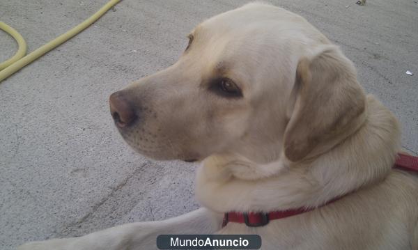 Labrador Retriever se ofrece para montas