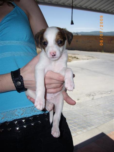 Lunita, tiene 6 semanas, en adopción