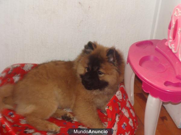 Se vende chow chow