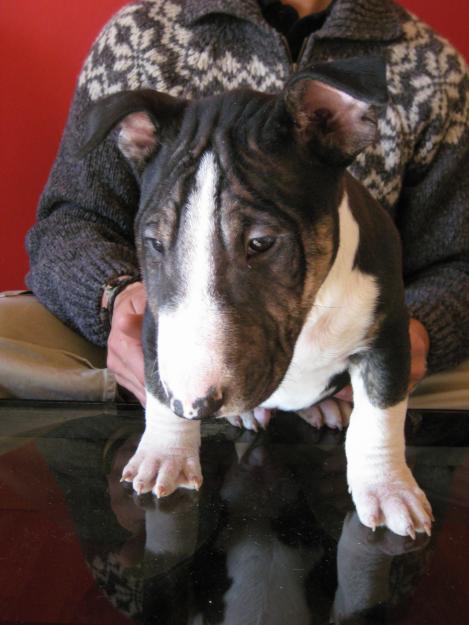 ultimos 2 cachorros de bull terrier