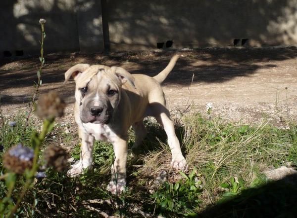 Vendo preciosos cachorros de American Pit Bull Terrier