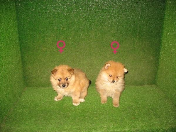 BONITOS .,POMERANIAS -. 340 euros