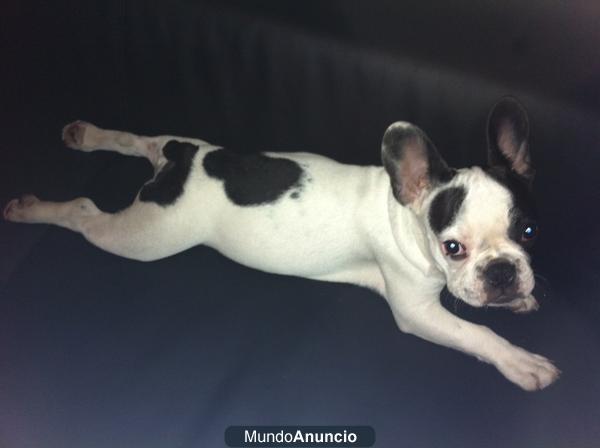 Busco novia para mi perro Bulldog Frances