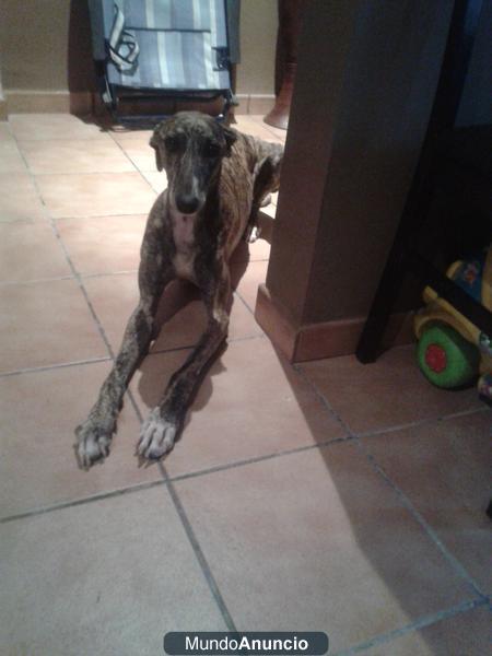 REGALO GALGO