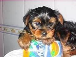 150 euro  Yorkshire mini toy con pedigree