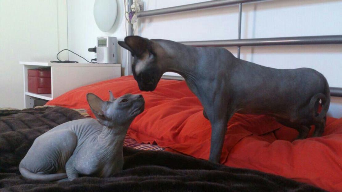 cachorros sphynx