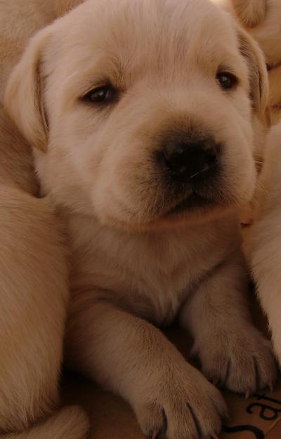 Camada de Labrador Retriever