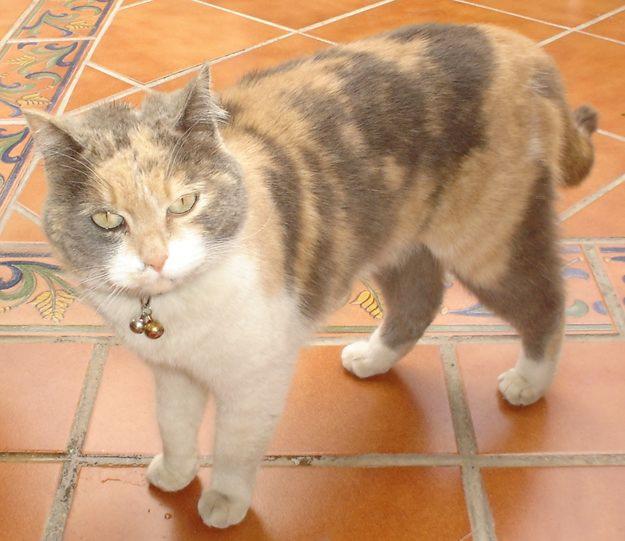 GATA ENCONTRADA EN GRANADA