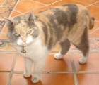 GATA ENCONTRADA EN GRANADA - mejor precio | unprecio.es