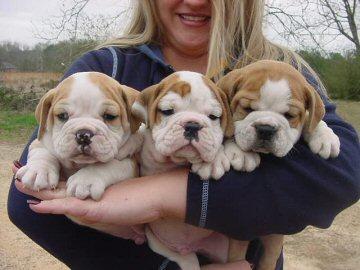 línea Hermoso cachorros bulldog Inglés,