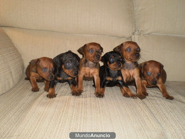 mini pinscher,pincher,cachorritos de gran calidad 325