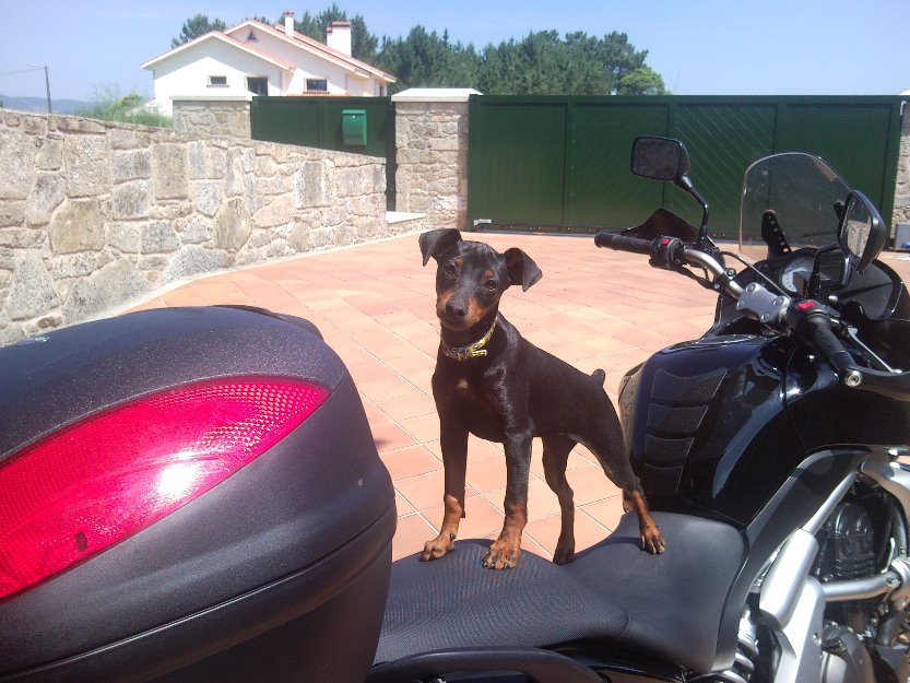 Pinscher MIni