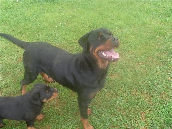 rottweiler con pedigree