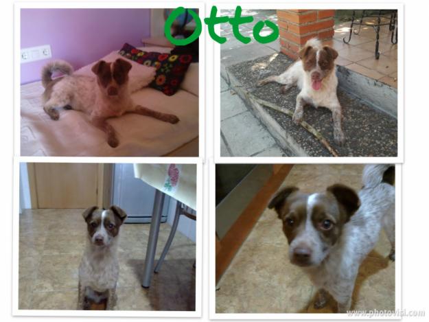 Otto, en adopción