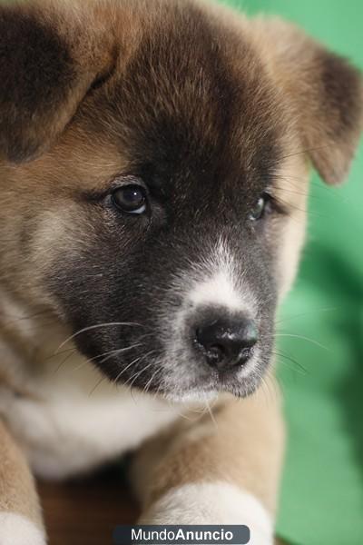 **AKITA INU - CACHORROS EN AQUANATURA  -  MACHOS Y HEMBRAS - TIENDA EN BARCELONA Disponemos de cachorros, machos y hembr