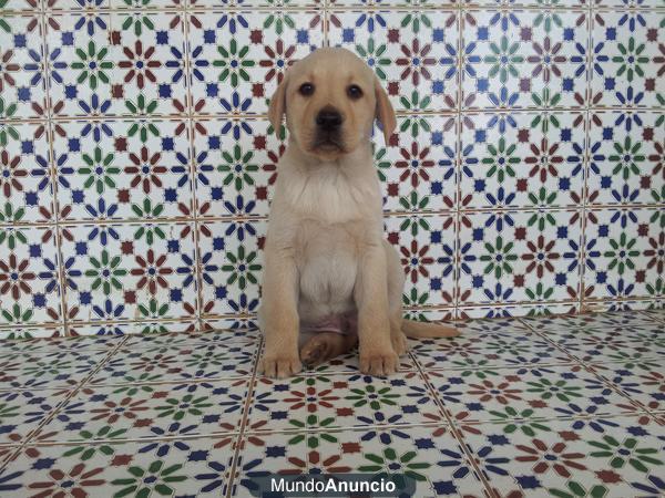 Bonito cachorro de labrador macho con Loe.