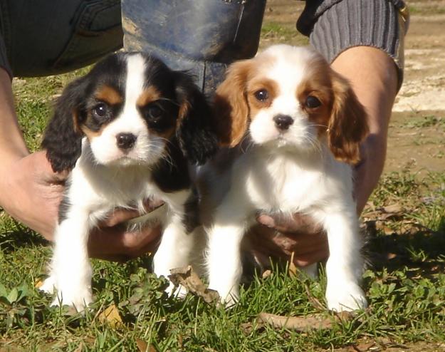 Cachorros de cavalier king charles