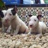 Cachorros de mini bull terrier