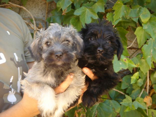 CACHORROS DE SCHNAUZER MINI 450€