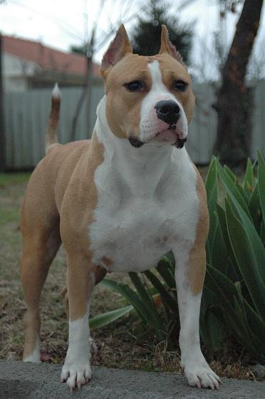 Camada de American Staffordshire terrier