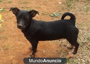 Coco cachorrito de 5 meses tamaño peque busca familia que lo quiera