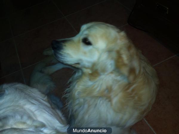 excelente camada golden retriever pedegree campeones