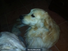 excelente camada golden retriever pedegree campeones - mejor precio | unprecio.es