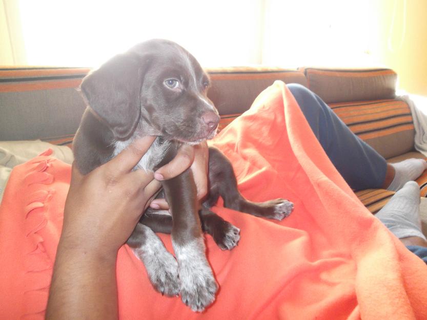 Precioso cachorrito mezcla de labrador y podenco!