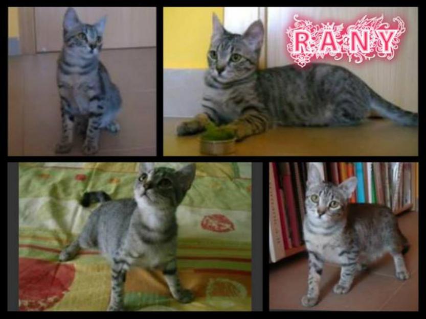 Rany, gatita de marzo atrigrada y abandonada en adopción